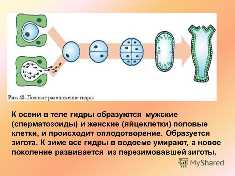 Что такое кракен площадка